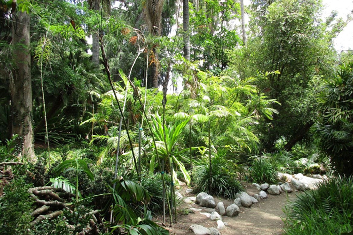 A lush forest from the Mathias Botanical Garden