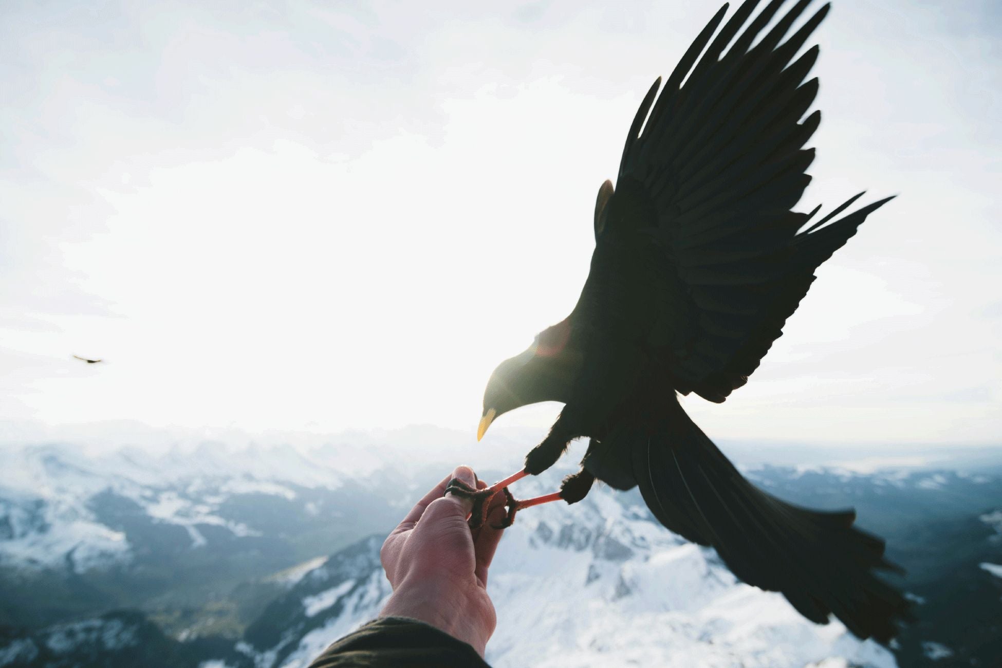 Image of an eagle flying onto a hand with a mountain background.